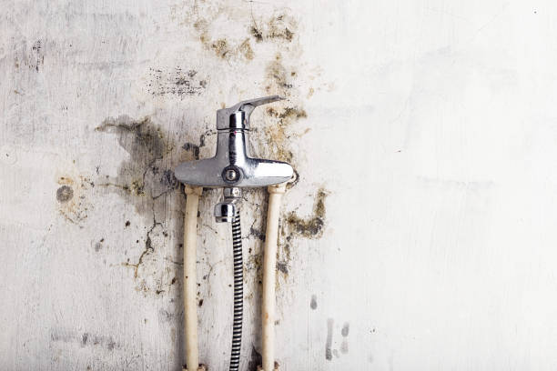 Best Toxic Mold Removal  in Yoncalla, OR