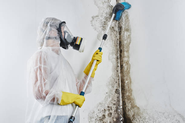 Best Mold Cleaning Services  in Yoncalla, OR