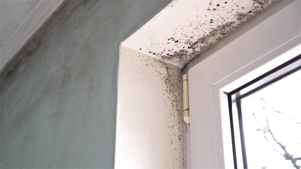 Best Residential Mold Removal  in Yoncalla, OR