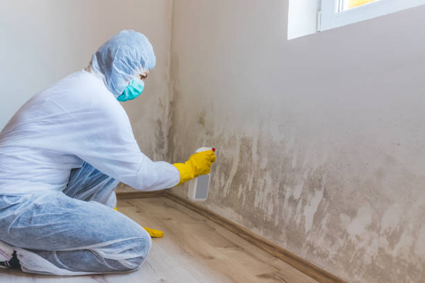 Mold Testing and Removal in Yoncalla, OR