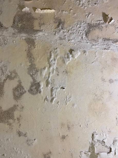Best Local Mold Removal Service  in Yoncalla, OR