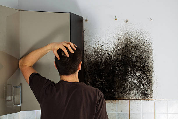 Best Fast Mold Removal  in Yoncalla, OR