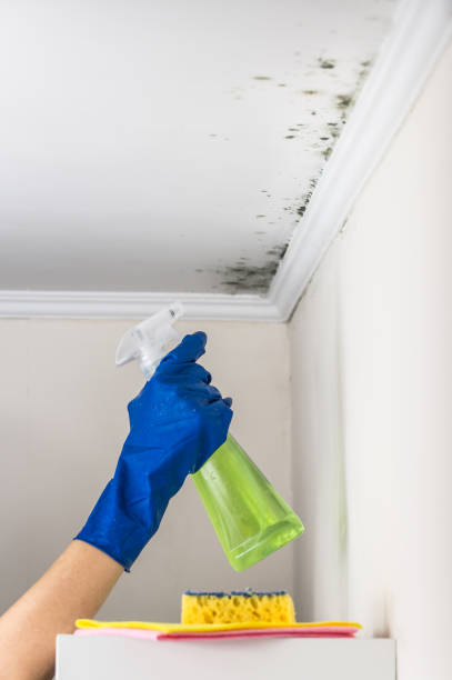 Best Black Mold Removal  in Yoncalla, OR